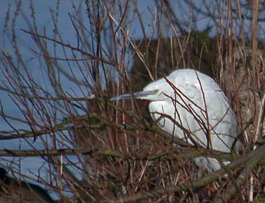 Kleinezilverreiger280205